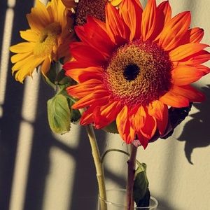 Meet your Posher, Elissa